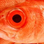 red-herring